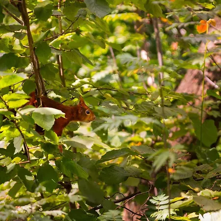 In Near Veluwe Forest Tatil Evi Putten