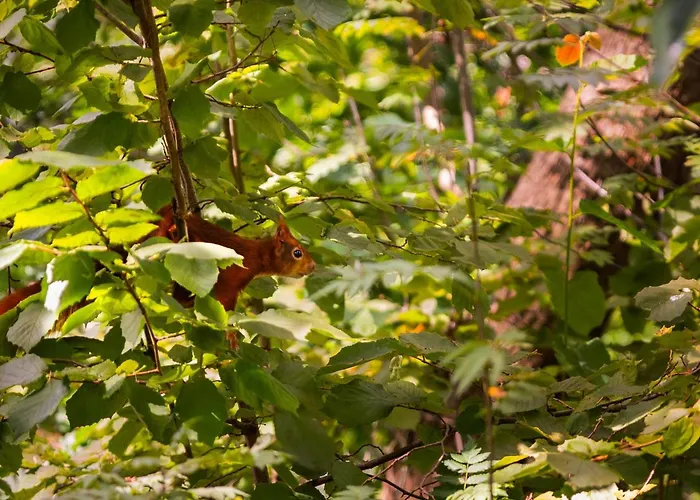 In Near Veluwe Forest Semesterbostad Putten